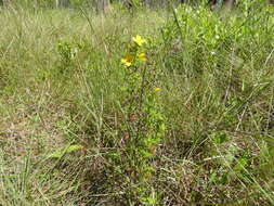 Image of Yellow Meadow-Beauty