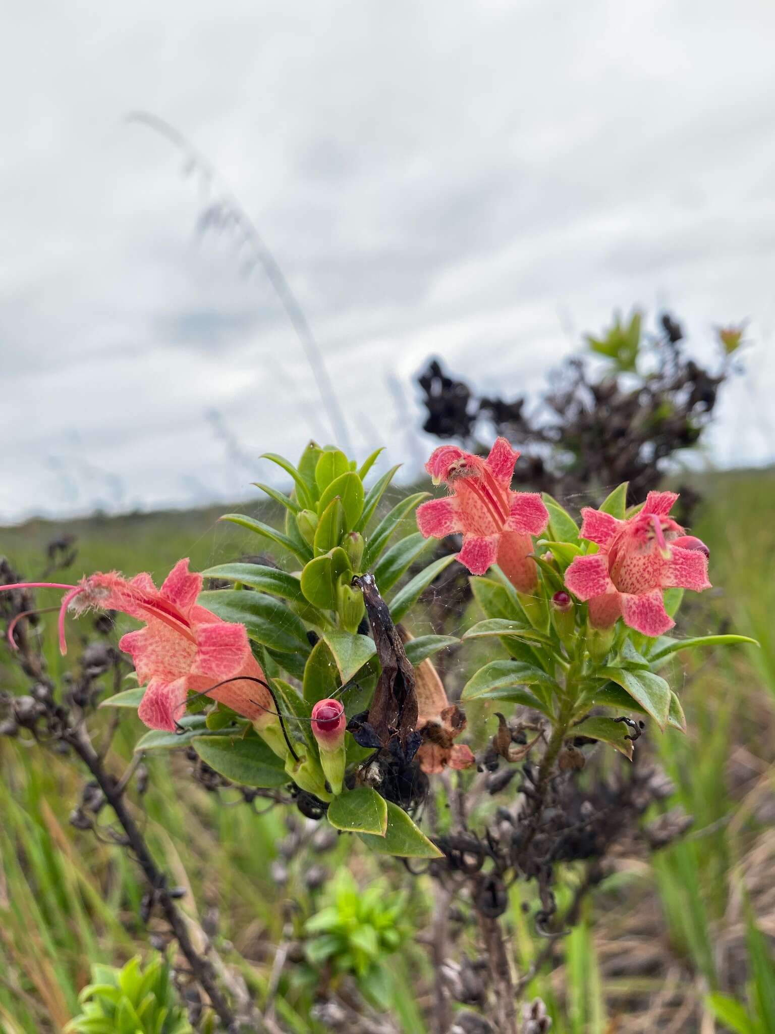 Image of Esterhazya splendida Mikan.