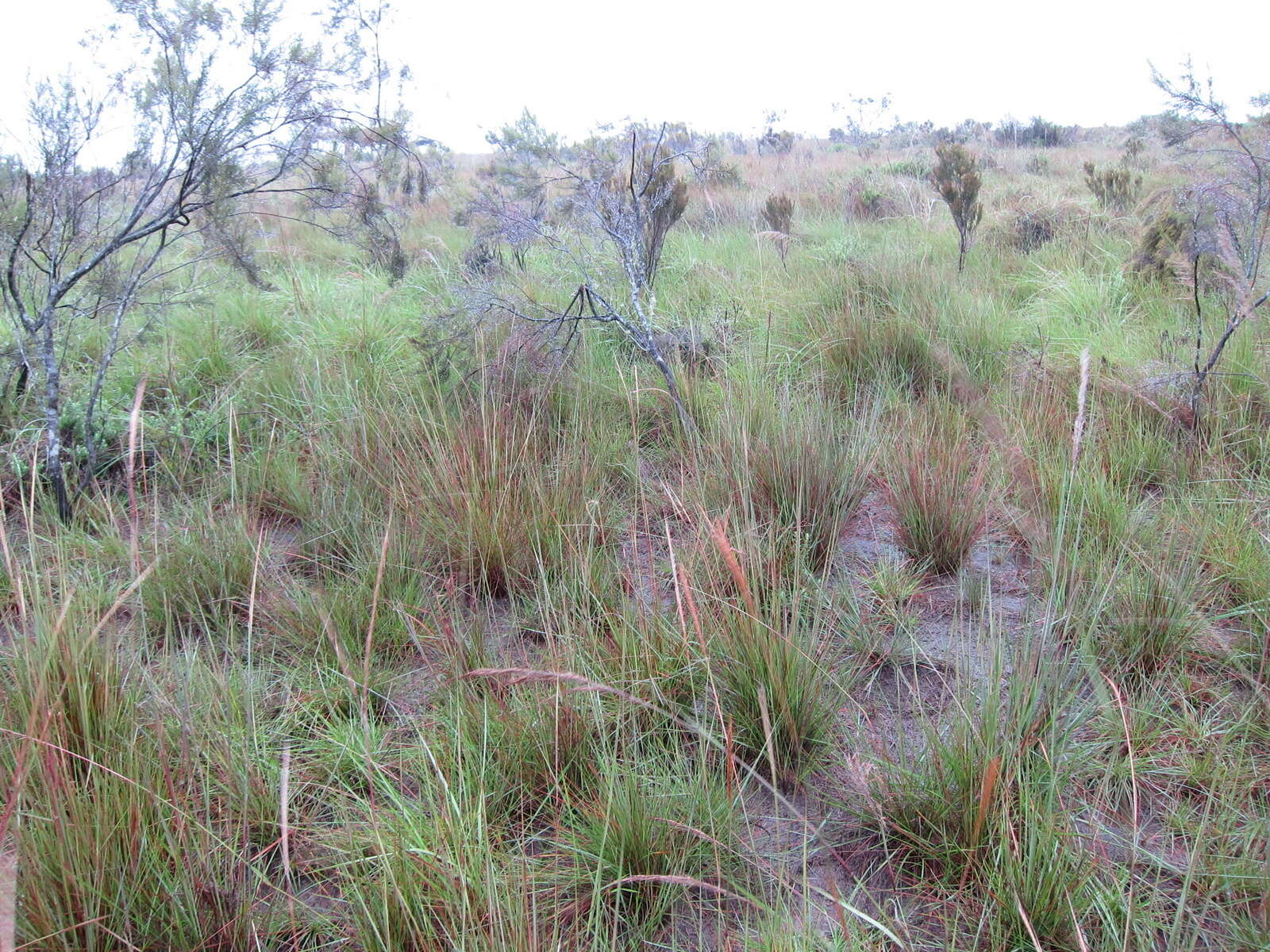 Image de Trachypogon spicatus (L. fil.) Kuntze