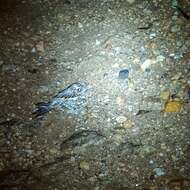 Image of Indian Nightjar