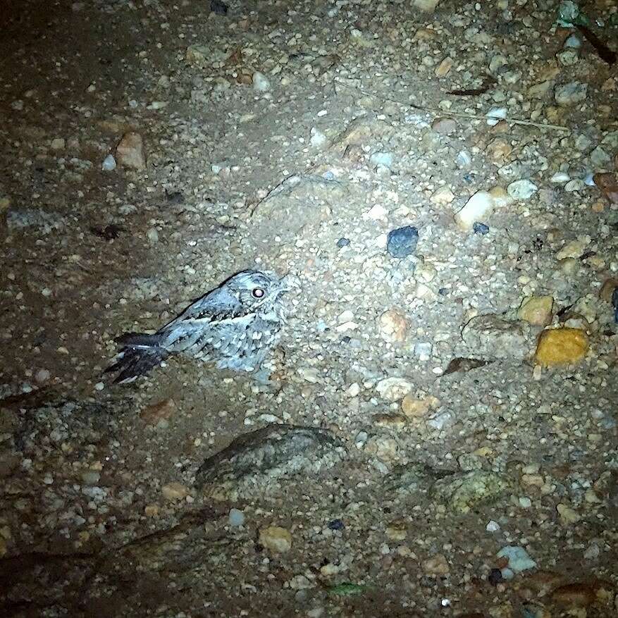 Image of Indian Nightjar