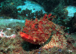 Image of Eastern Red scorpionfish