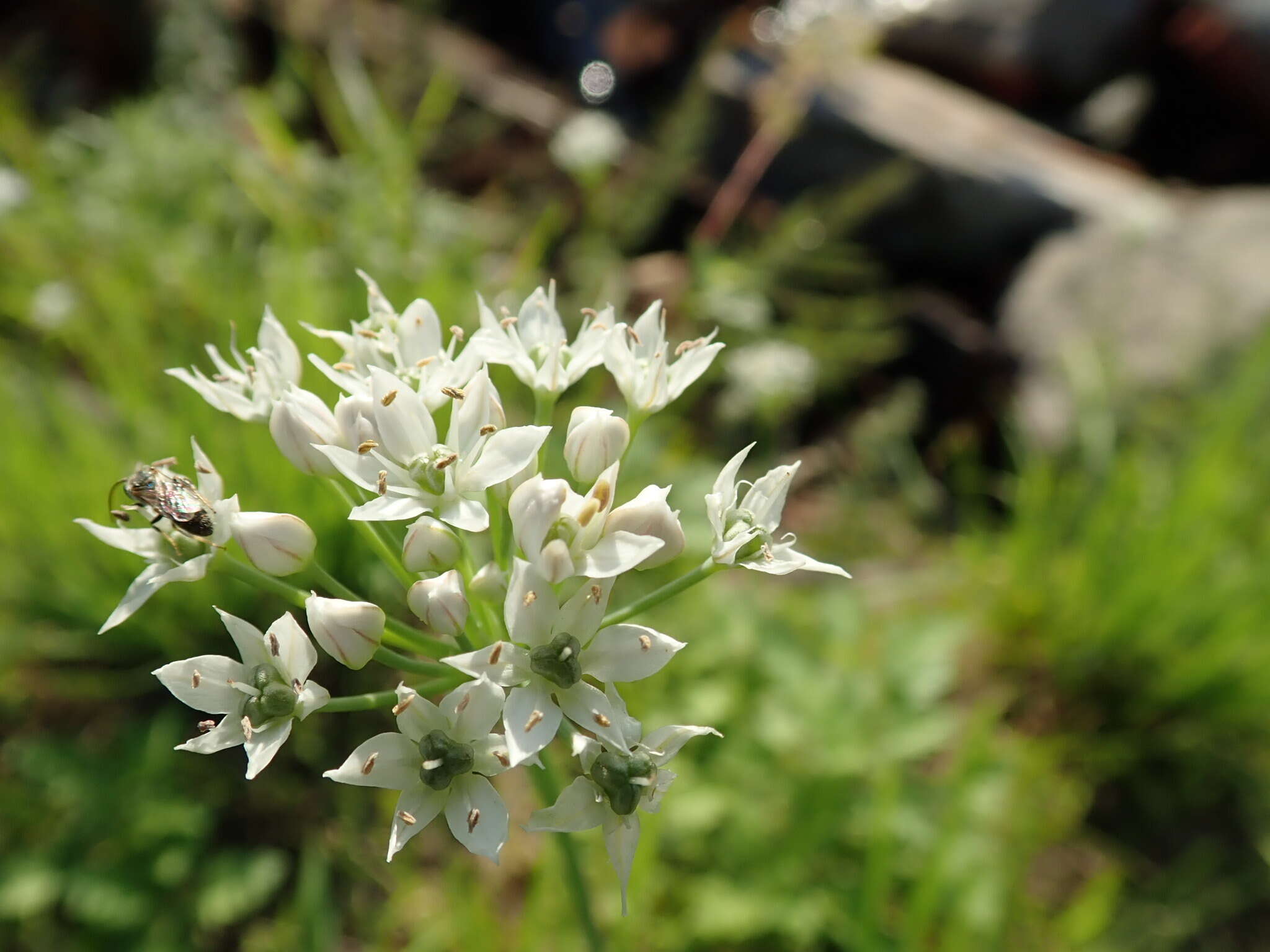 Image of Chinese chives