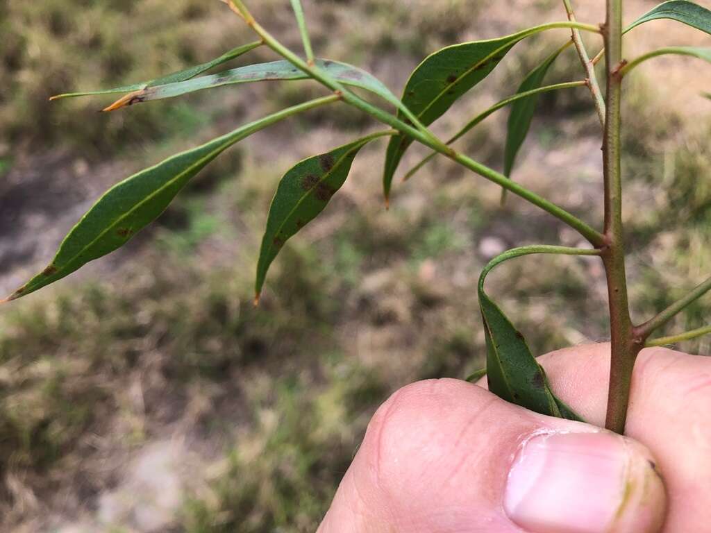 Image of Codonocarpus attenuatus (Hook.) H. Walter