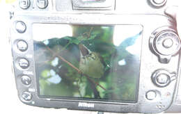 Image of Formosan Yuhina