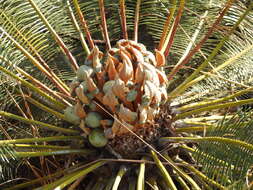 Image of Cycad