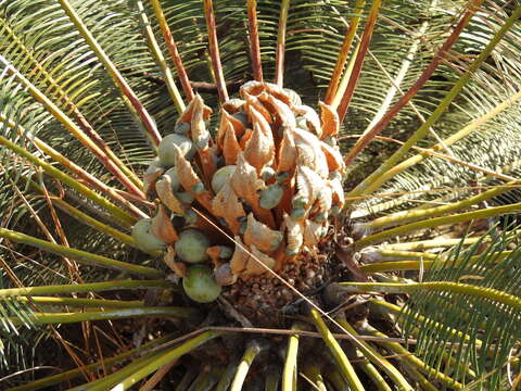 Image de Cycas calcicola Maconochie