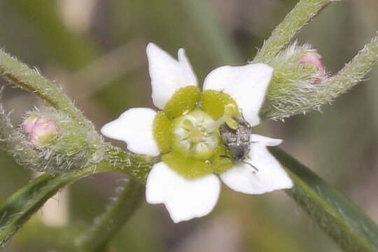 Image of Euphorbia sphaerorhiza Benth.