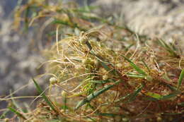 Image of alfalfa dodder