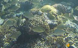 Image of Arabian pinfish