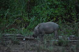 Image of Bearded Pig