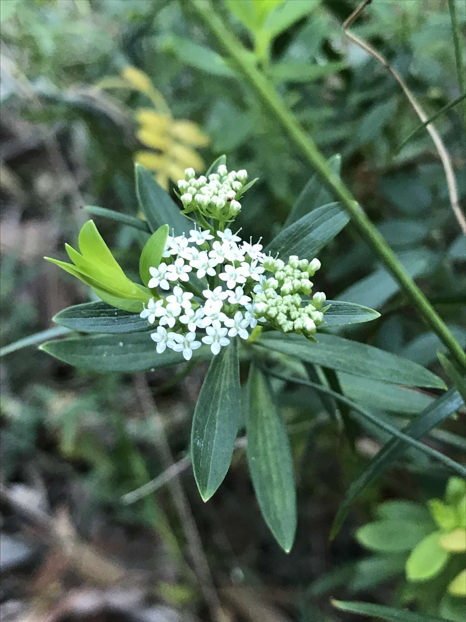 Imagem de Platysace lanceolata (Labill.) Druce