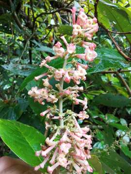 Plancia ëd Arachnothryx buddleioides (Benth.) Planch.