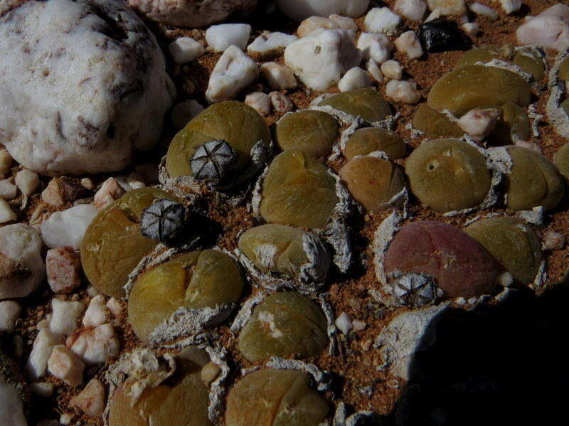 Image of Gibbaeum nuciforme Hartmann