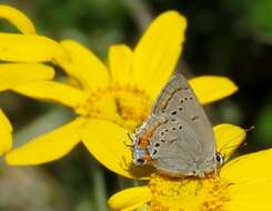 Image of California Hairstreak