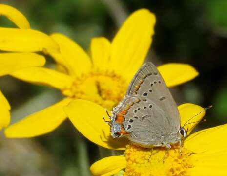 Image of California Hairstreak