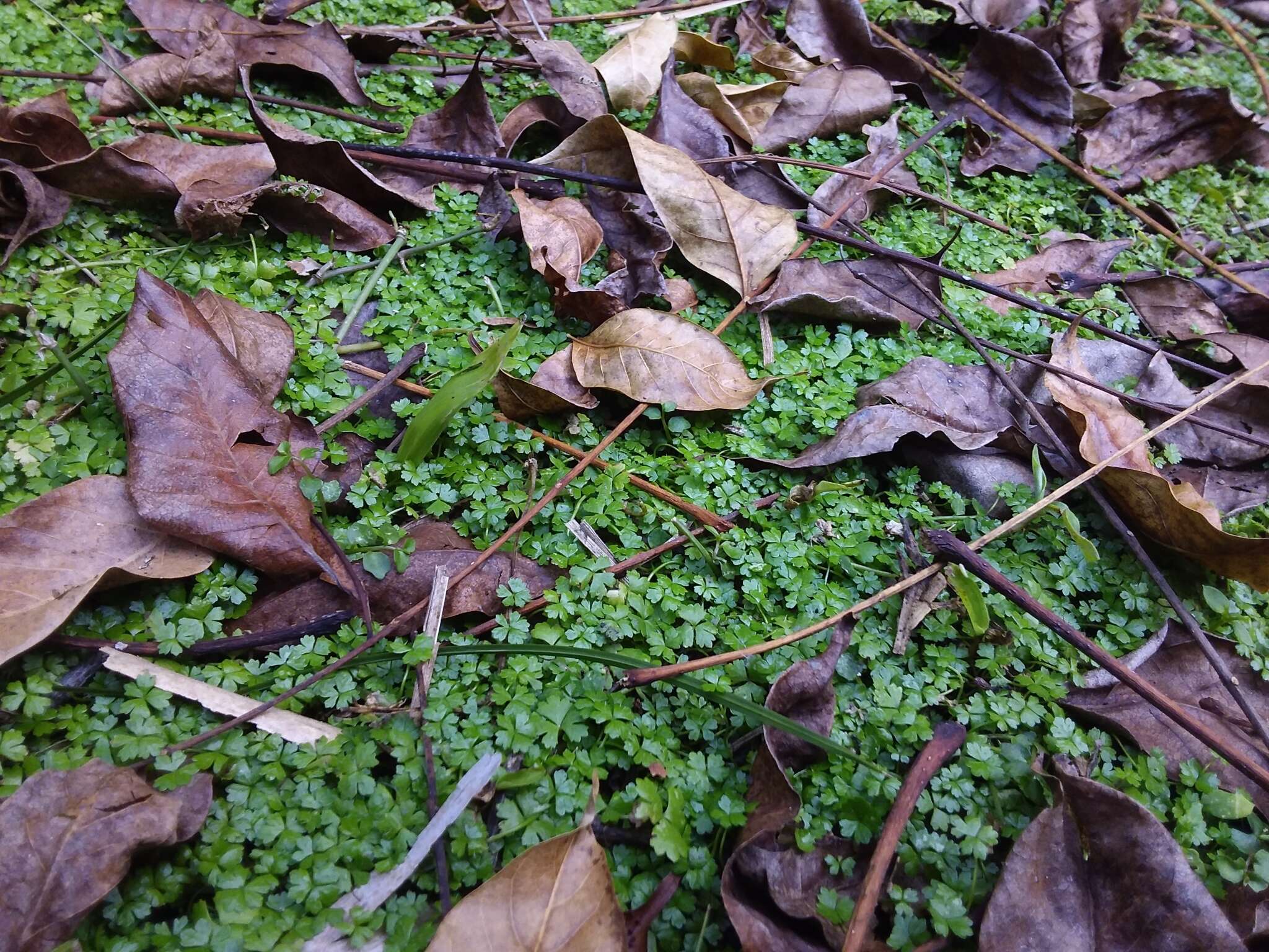 Image of Australian hydrocotyle