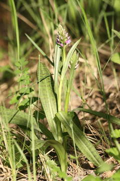 Image of Dactylorhiza majalis subsp. baltica (Klinge) H. Sund.