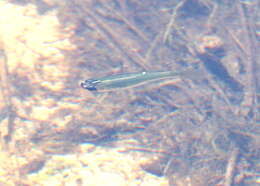 Image of Western starhead topminnow