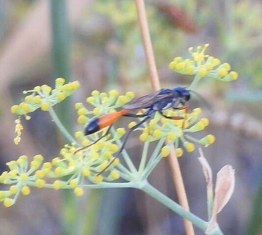 Imagem de Ammophila heydeni Dahlbom 1845