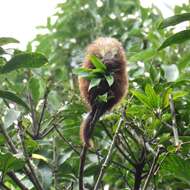 Image of Hairy Dwarf Porcupines