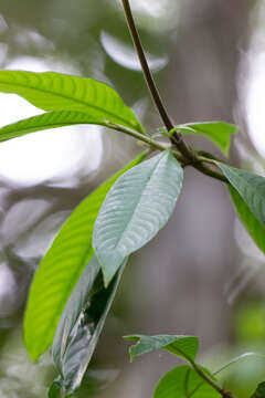 Image of Palicourea fulgens (Müll. Arg.) Standl.