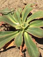 Image of Howell's lewisia