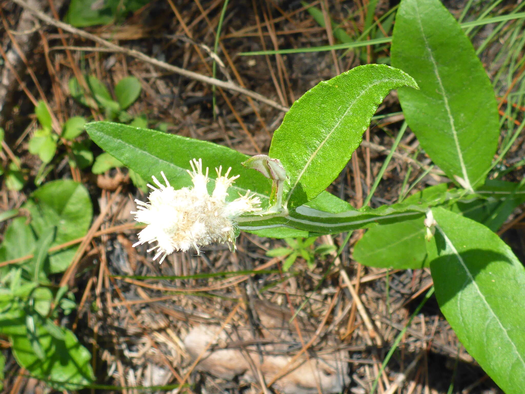 Image of dense-spike blackroot