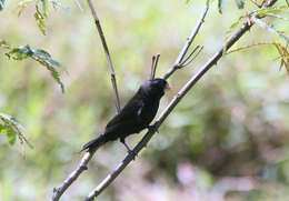 Sporophila nuttingi (Ridgway 1884) resmi