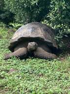 Image of James Island Giant Tortoise