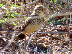 Image of Galerida magnirostris magnirostris (Stephens 1826)