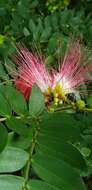 Plancia ëd Calliandra surinamensis Benth.