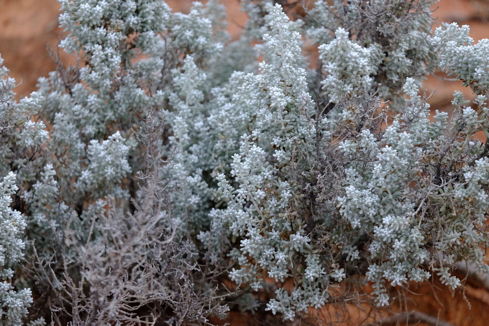 Plancia ëd Maireana sedifolia (F. Müll.) P. G. Wilson