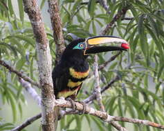 Image of Many-banded Aracari