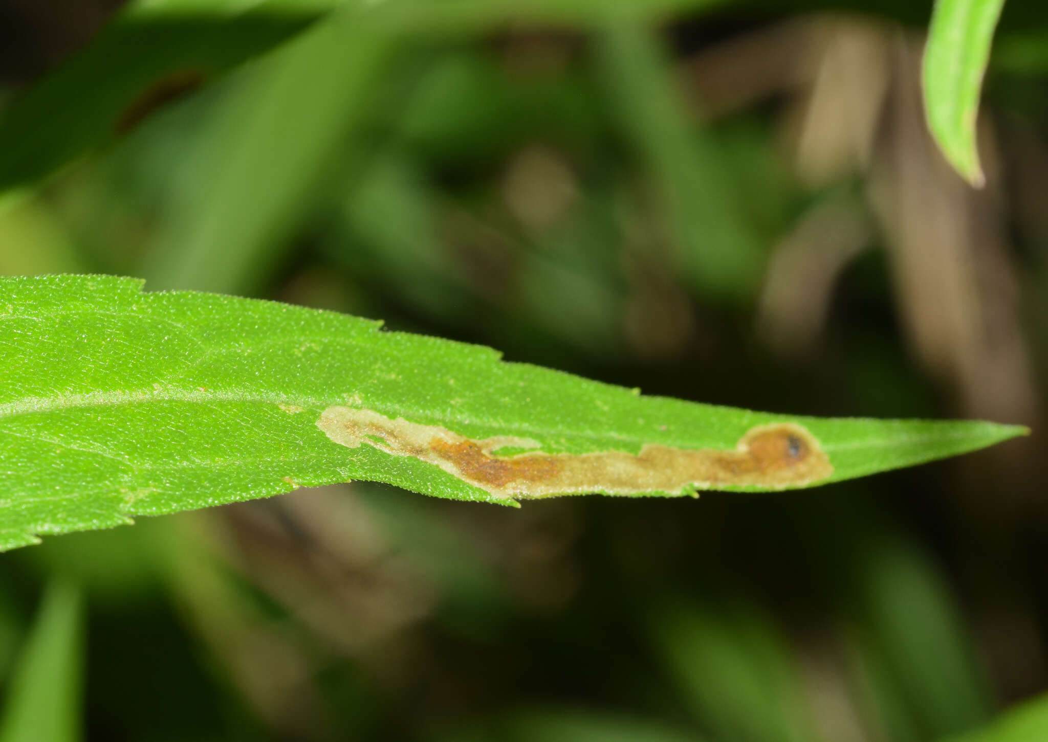 Image of Calycomyza solidaginis (Kaltenbach 1869)