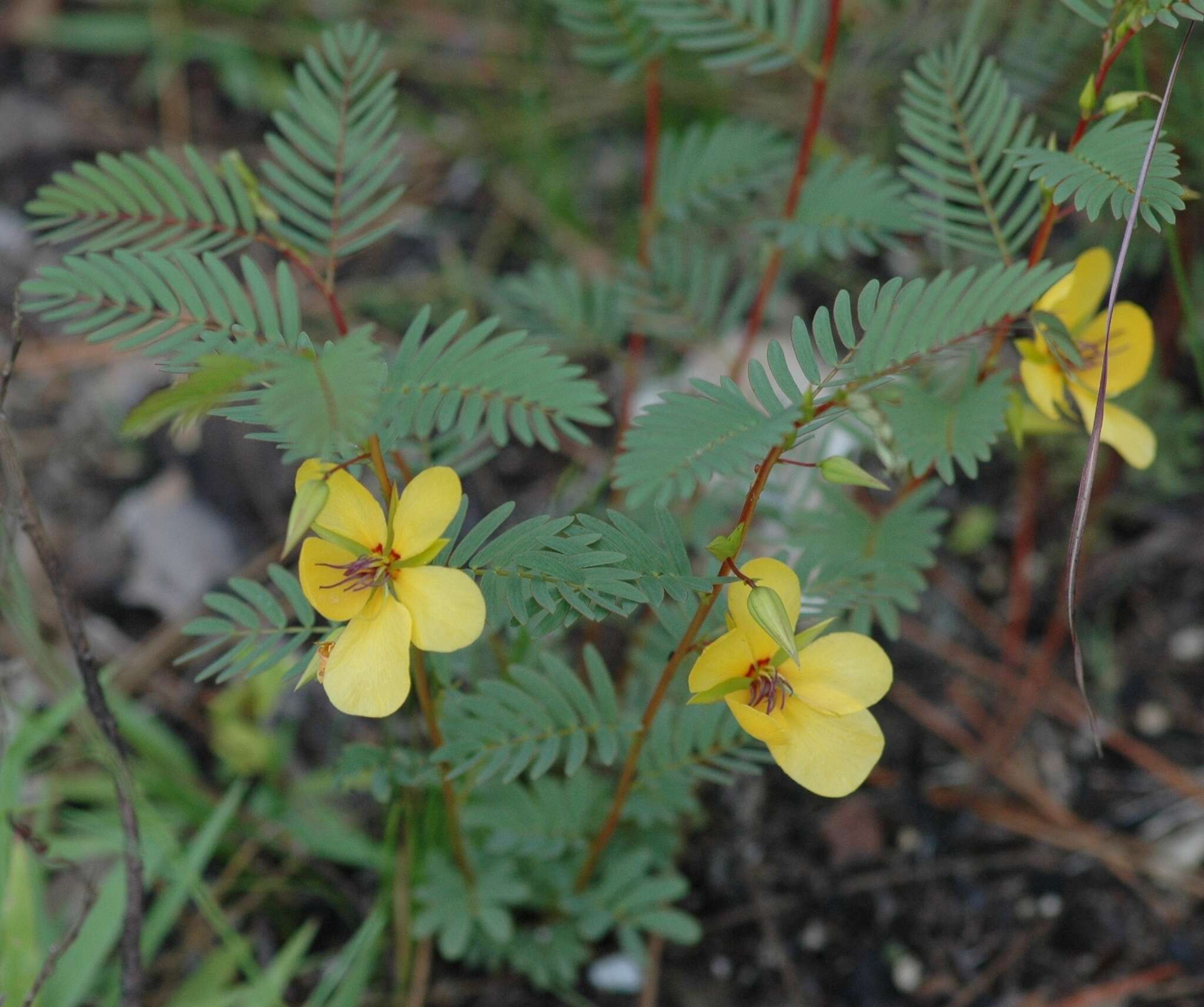 Image of Florida Keys sensitive pea