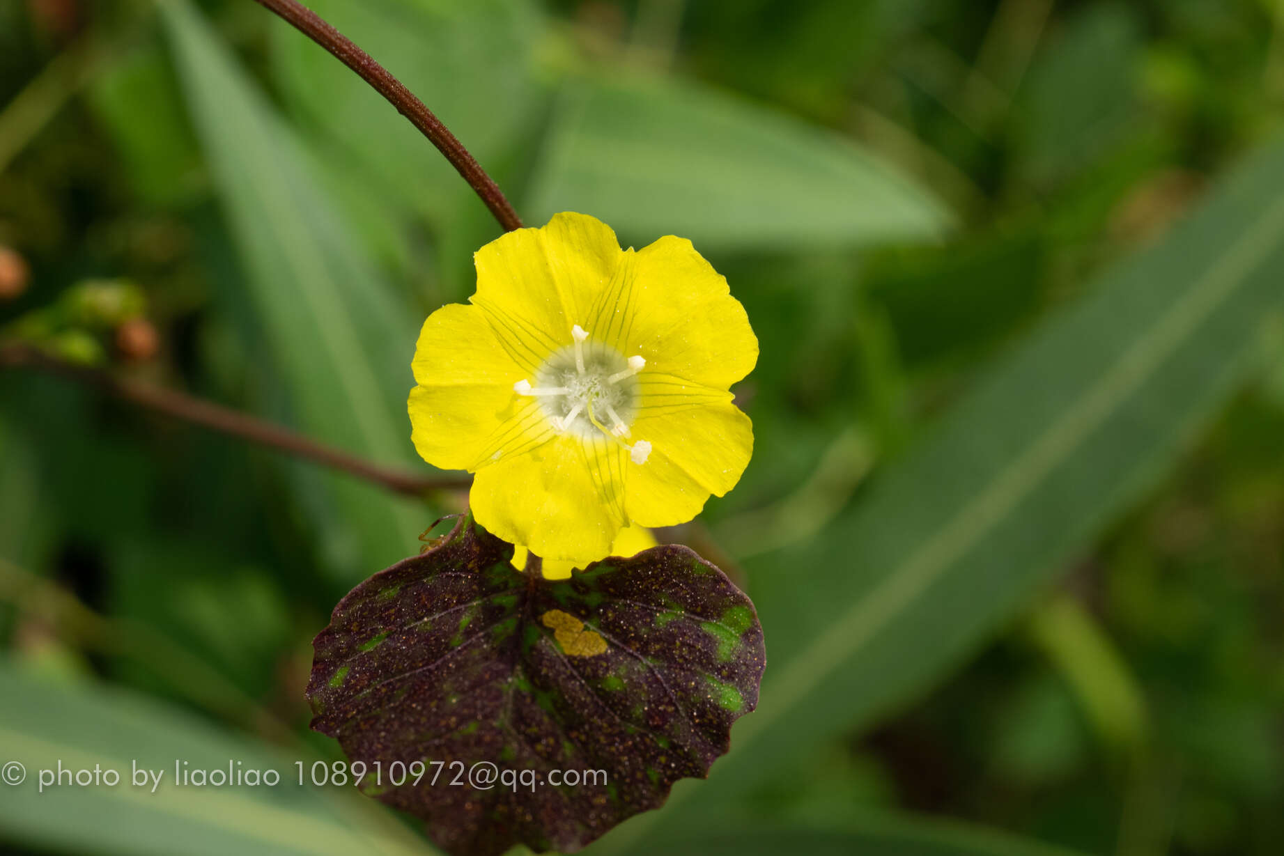 Image de Merremia hederacea (Burm. fil.) Hall. fil.