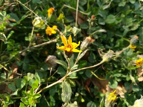 Image of Simsia amplexicaulis (Cav.) Pers.