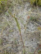 Wahlenbergia longifolia (A. DC.) Lammers resmi