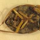 Image of Ambrysus hybridus Montandon 1897