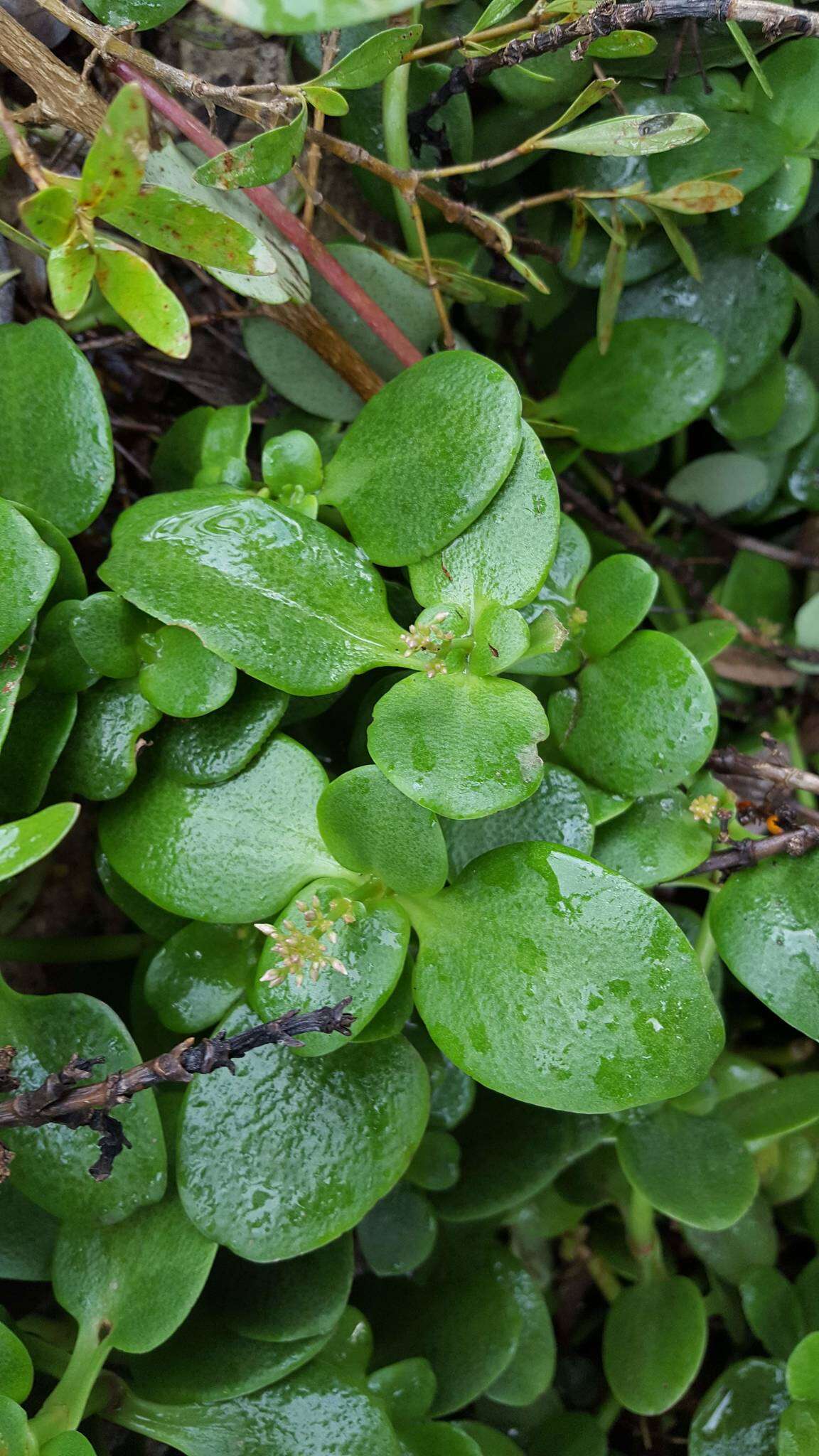 Image of Cape Province pygmyweed