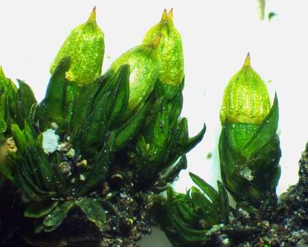 Image of stellate orthotrichum moss