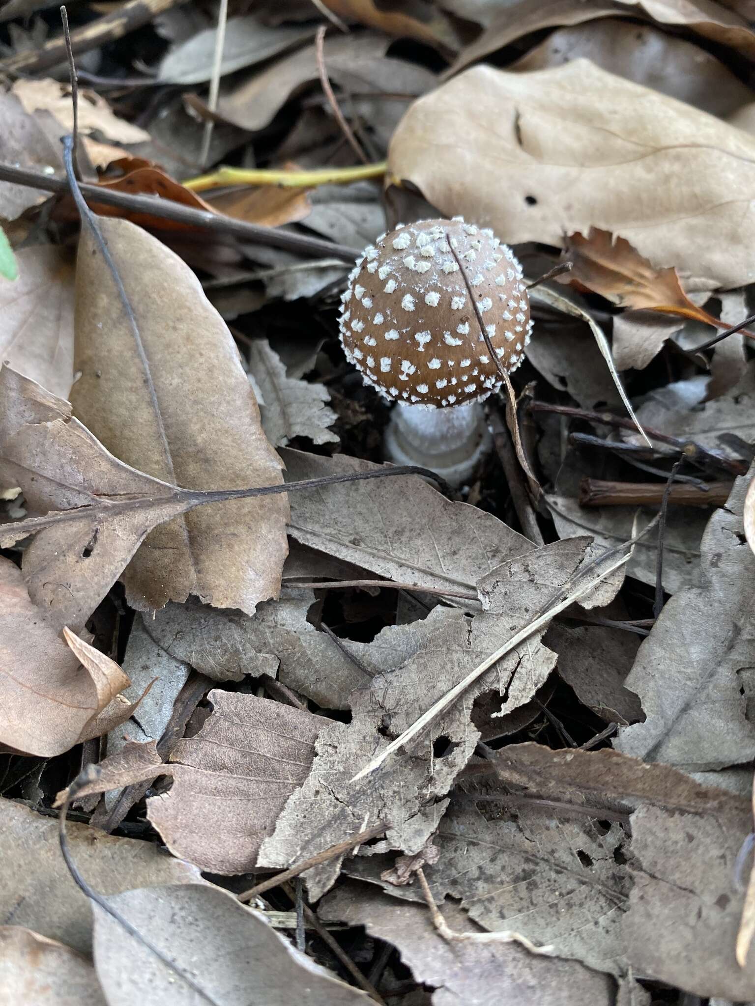 Слика од Amanita sychnopyramis Corner & Bas 1962