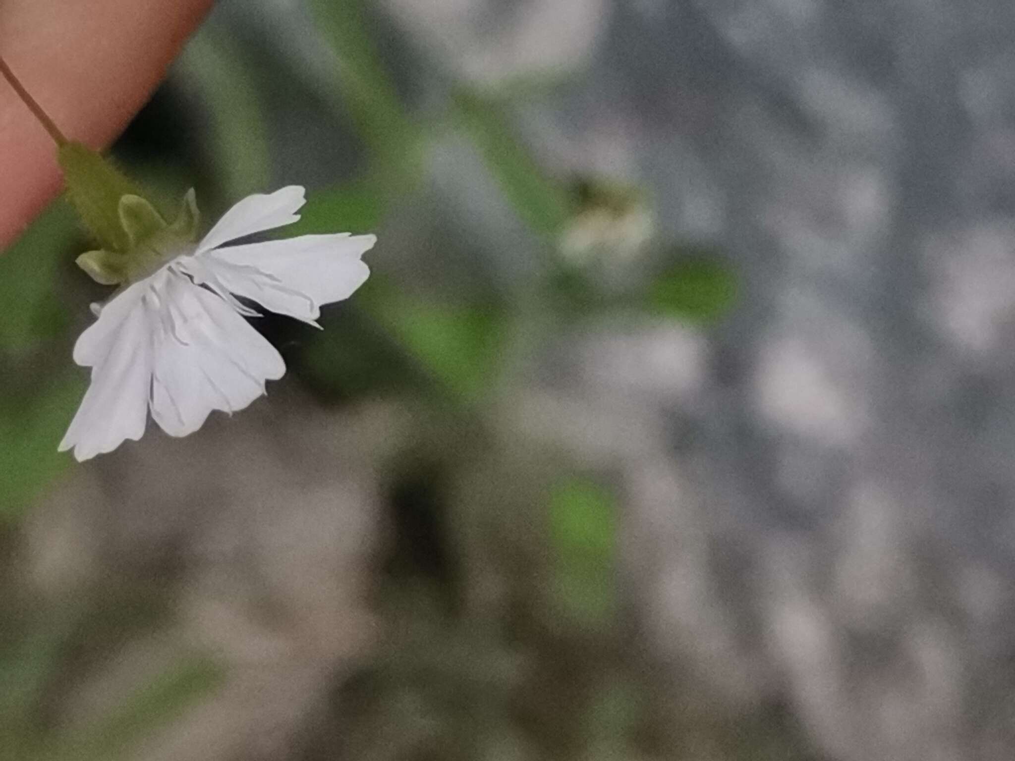 Image of Heliosperma veselskyi subsp. iskense Wraber & Accetto