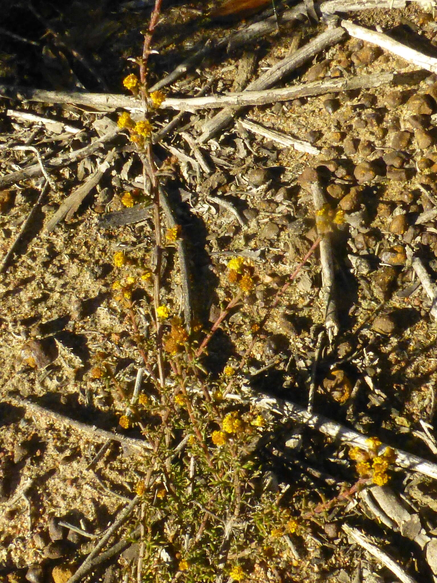 Imagem de Marasmodes fasciculata S. Ortiz