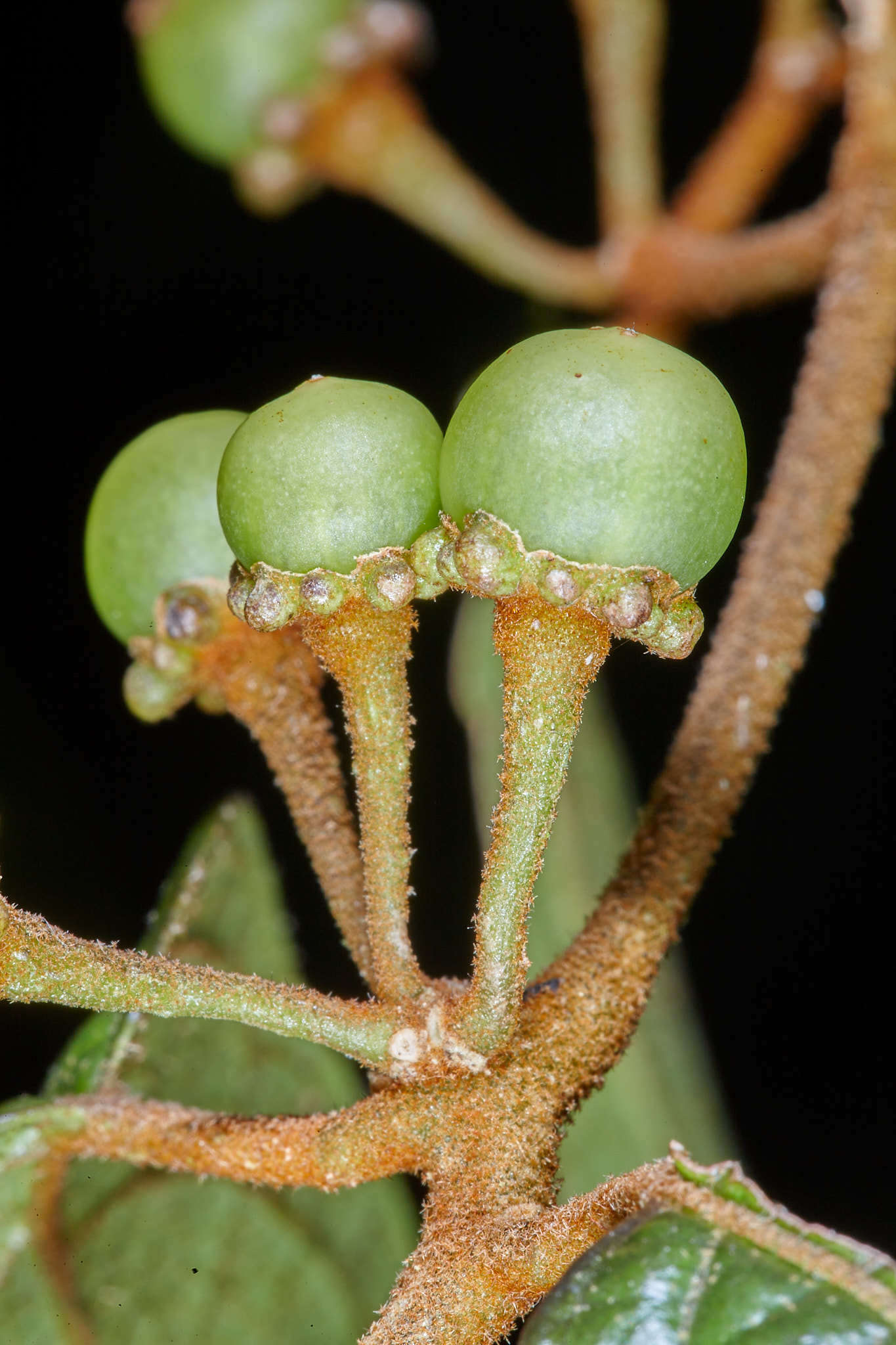 Image of Lycianthes ocellata (J. D. Sm.) Morton & Standl.