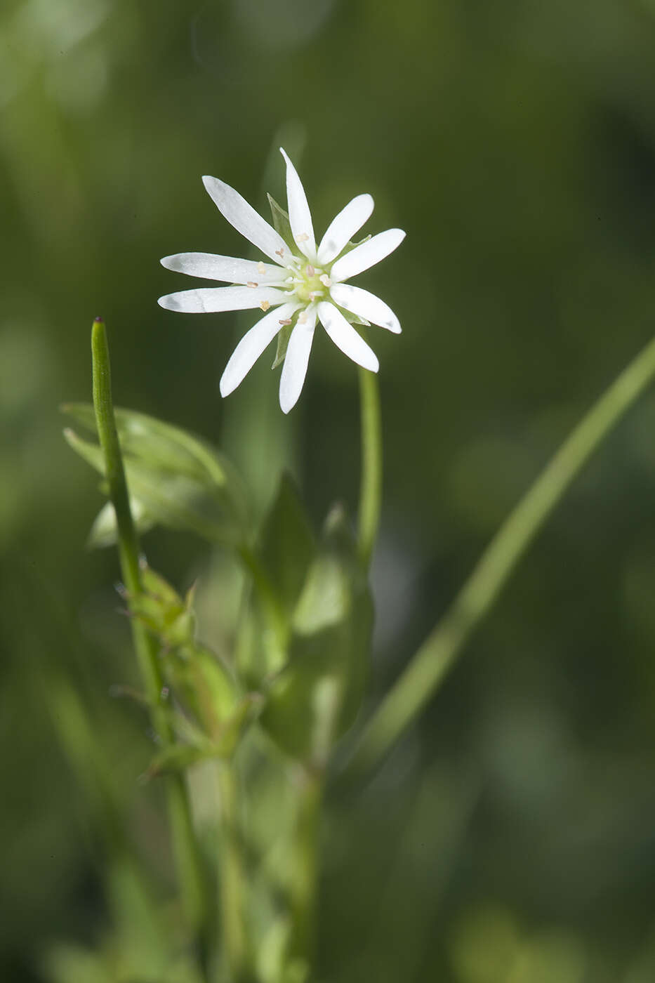 Imagem de Stellaria longifolia (Regel) Muhl. ex Willd.