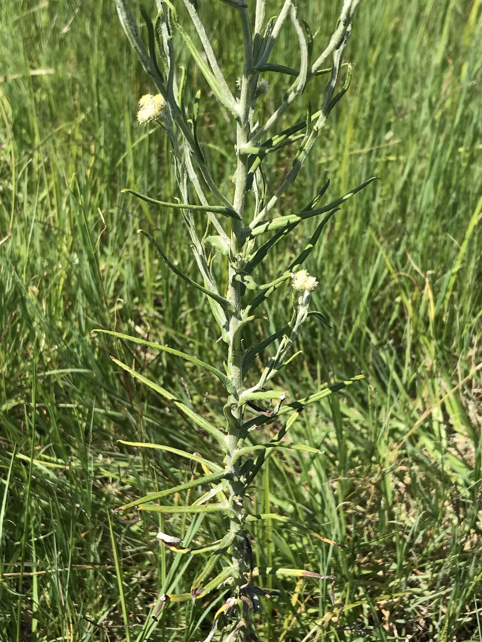 Слика од Pseudognaphalium oligandrum (DC.) O. M. Hilliard & B. L. Burtt