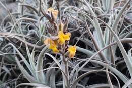 Imagem de Tillandsia humilis C. Presl