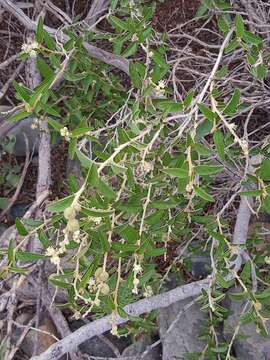 Image of Croton curiosus Croizat